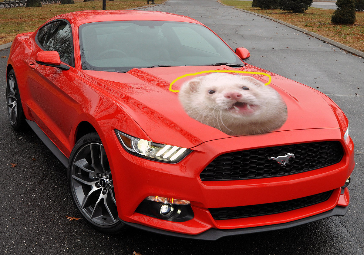 The 2016 Ford Mustang Heavenferret, yesterday