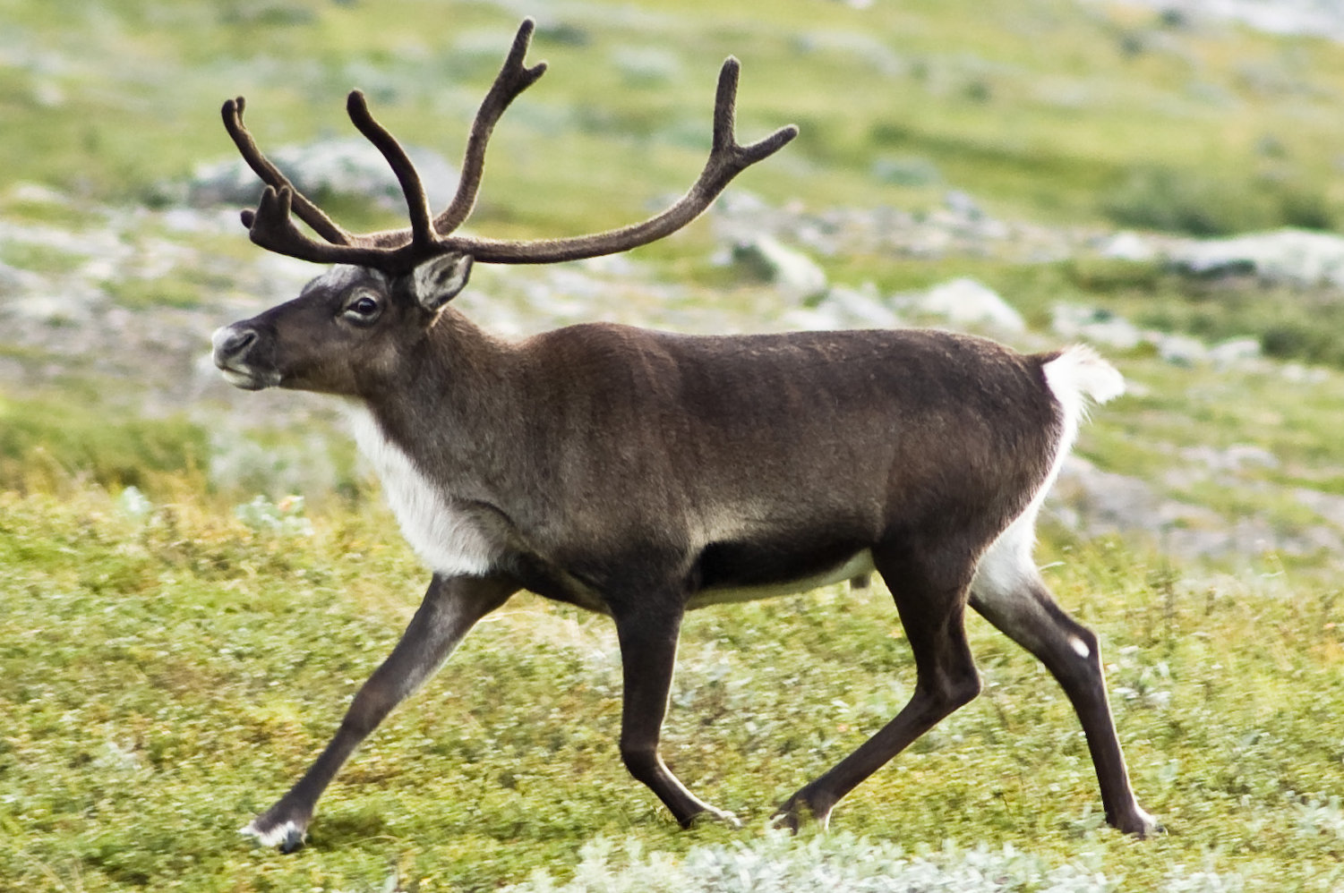 A non-emissions-compliant form of sleigh propulsion, yesterday